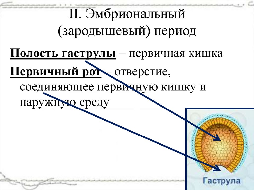 II. Эмбриональный (зародышевый) период