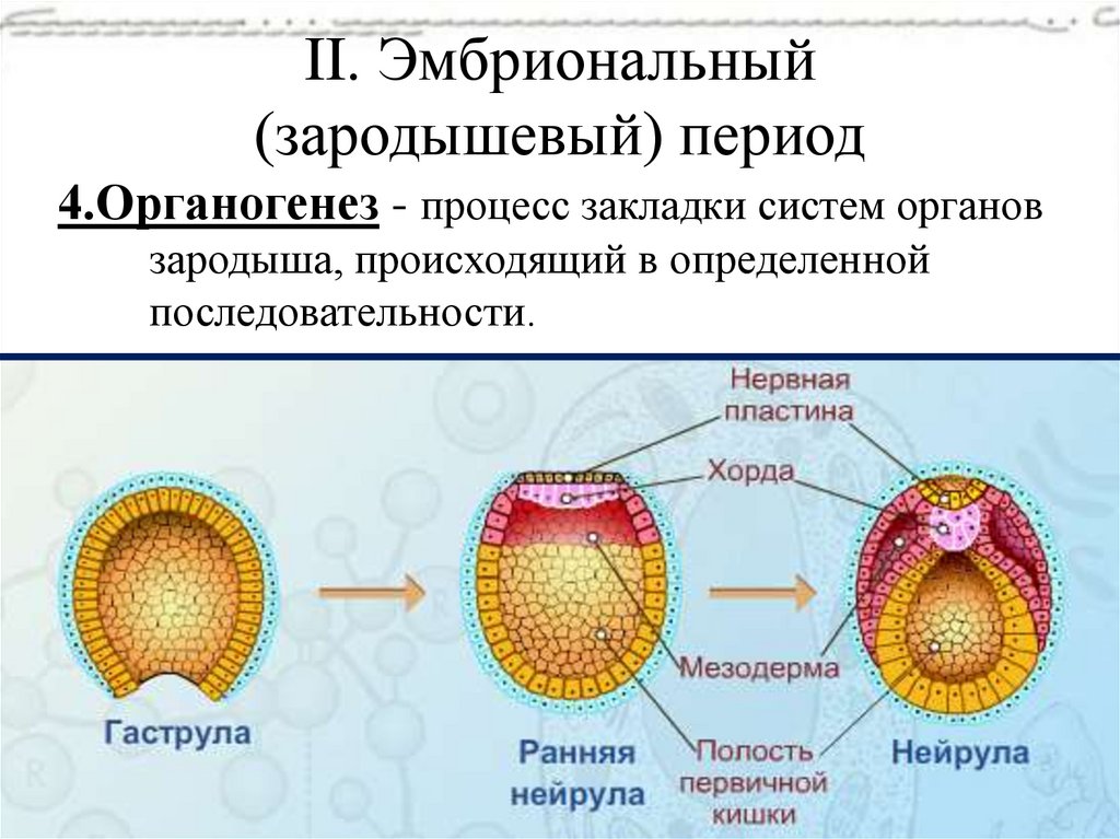 II. Эмбриональный (зародышевый) период
