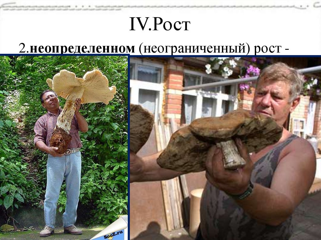 IV.Рост