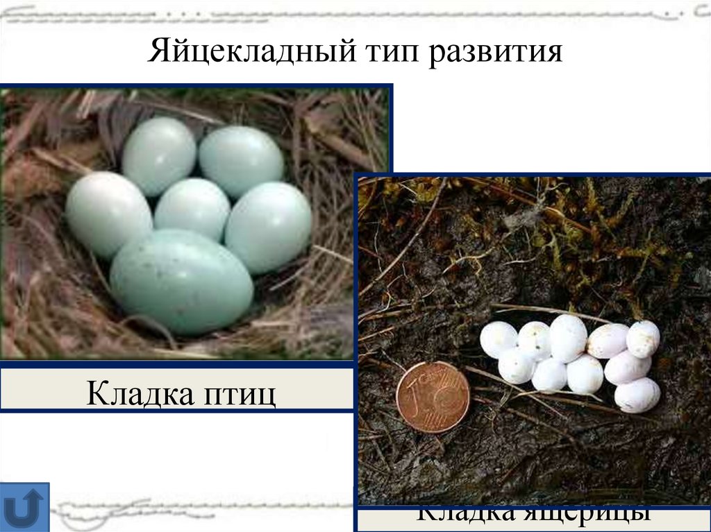 Яйцекладный тип развития