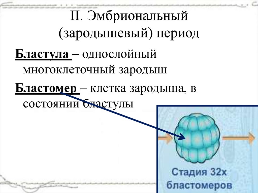 II. Эмбриональный (зародышевый) период