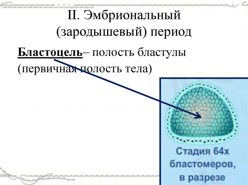 II. Эмбриональный (зародышевый) период