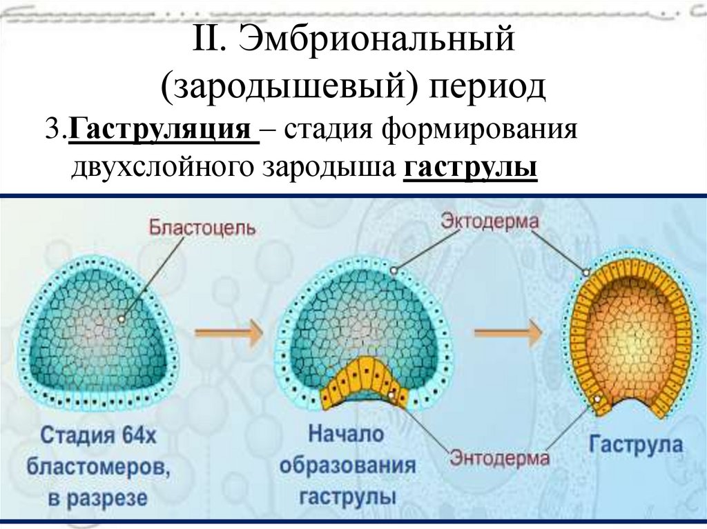 II. Эмбриональный (зародышевый) период