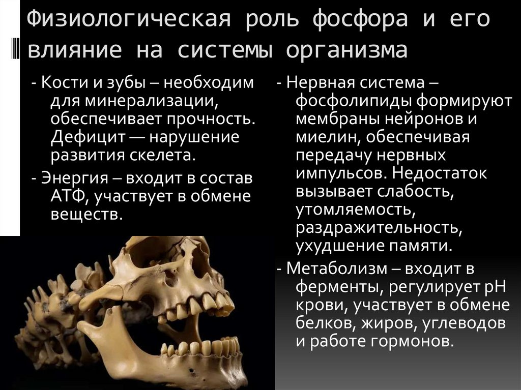 Физиологическая роль фосфора и его влияние на системы организма