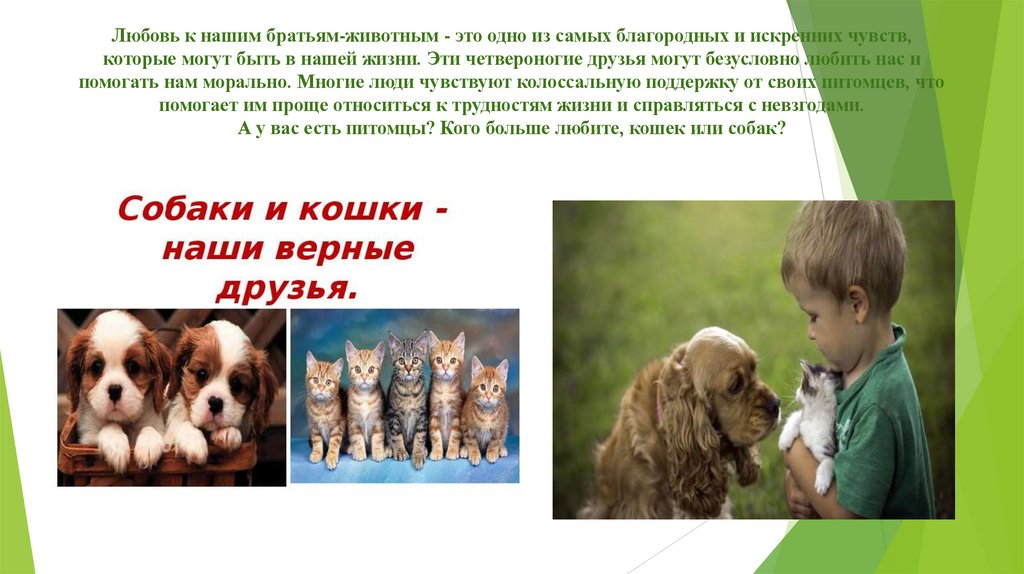 Любовь к нашим братьям-животным - это одно из самых благородных и искренних чувств, которые могут быть в нашей жизни. Эти