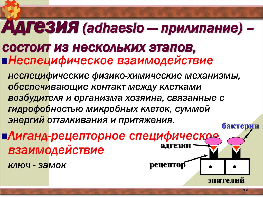Адгезия (adhaesio — прилипание) – состоит из нескольких этапов,