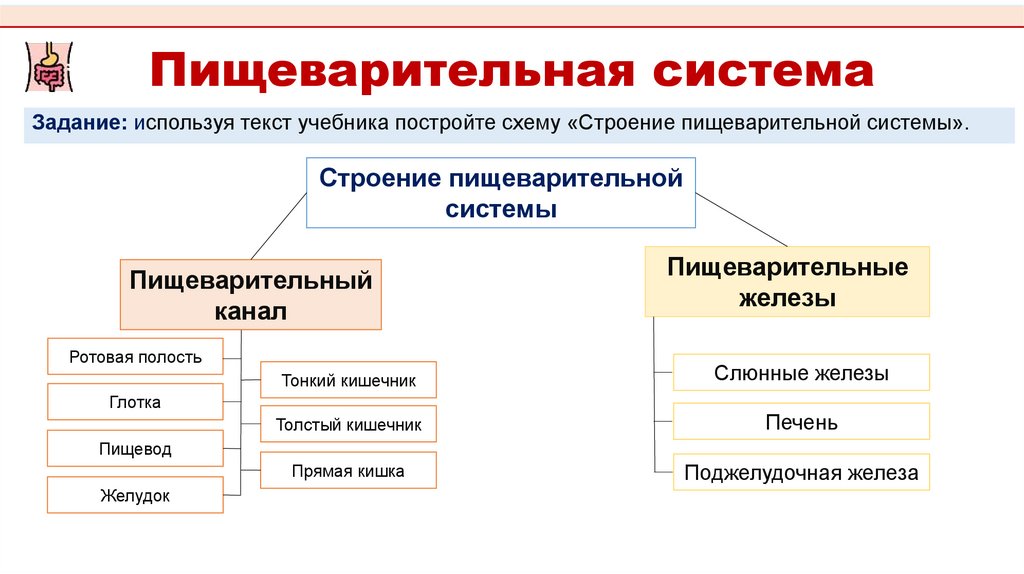 Пищеварительная система