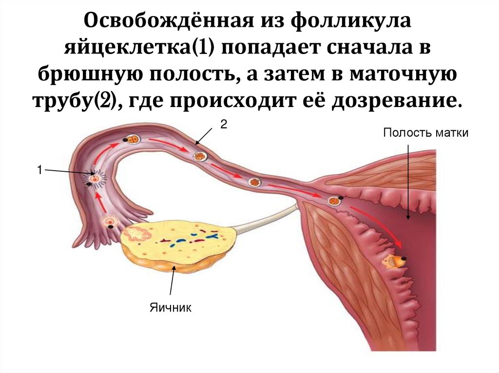 Освобождённая из фолликула яйцеклетка(1) попадает сначала в брюшную полость, а затем в маточную трубу(2), где происходит её