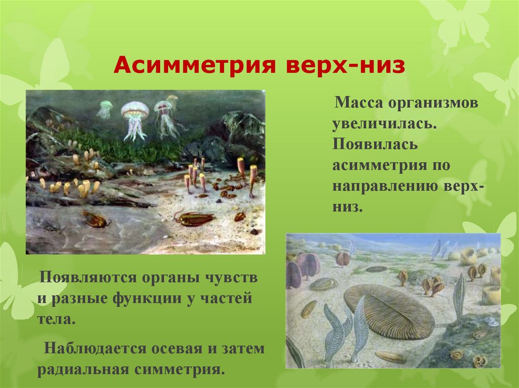 Асимметрия верх-низ