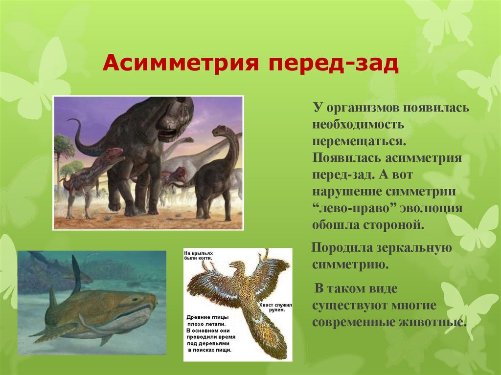 Асимметрия перед-зад