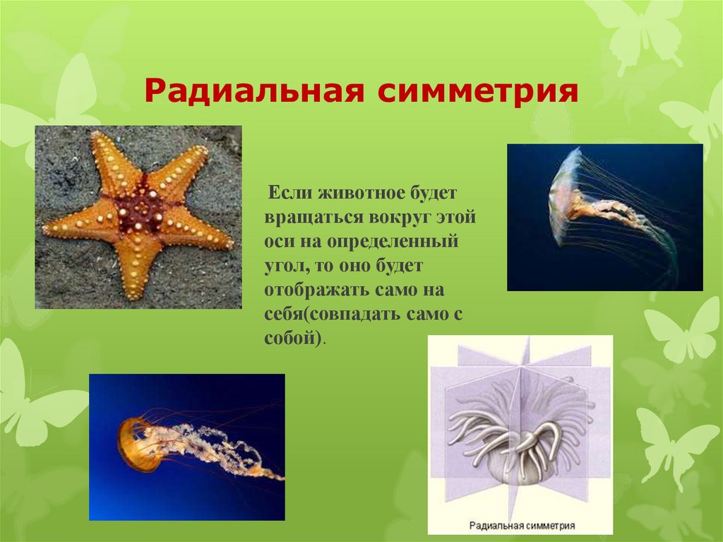 Радиальная симметрия