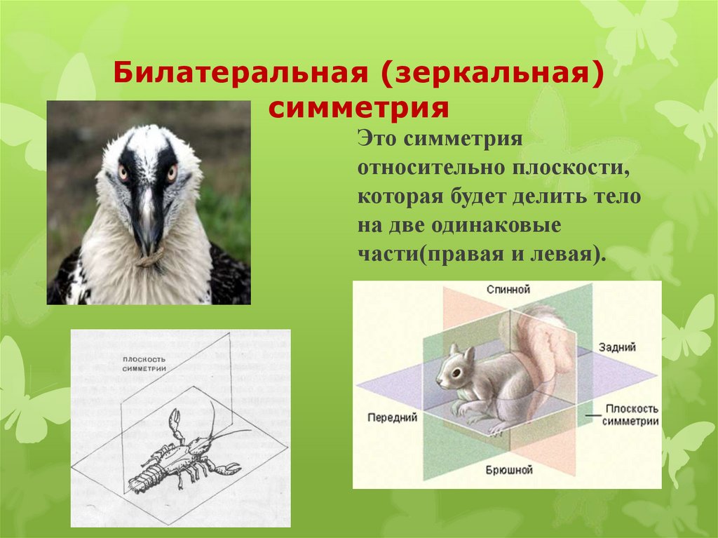 Билатеральная (зеркальная) симметрия