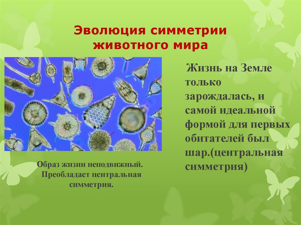 Эволюция симметрии животного мира