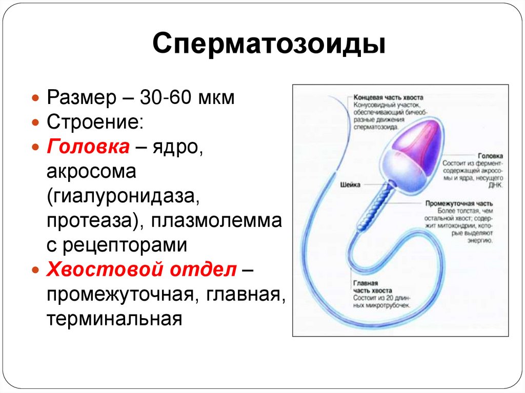 Сперматозоиды