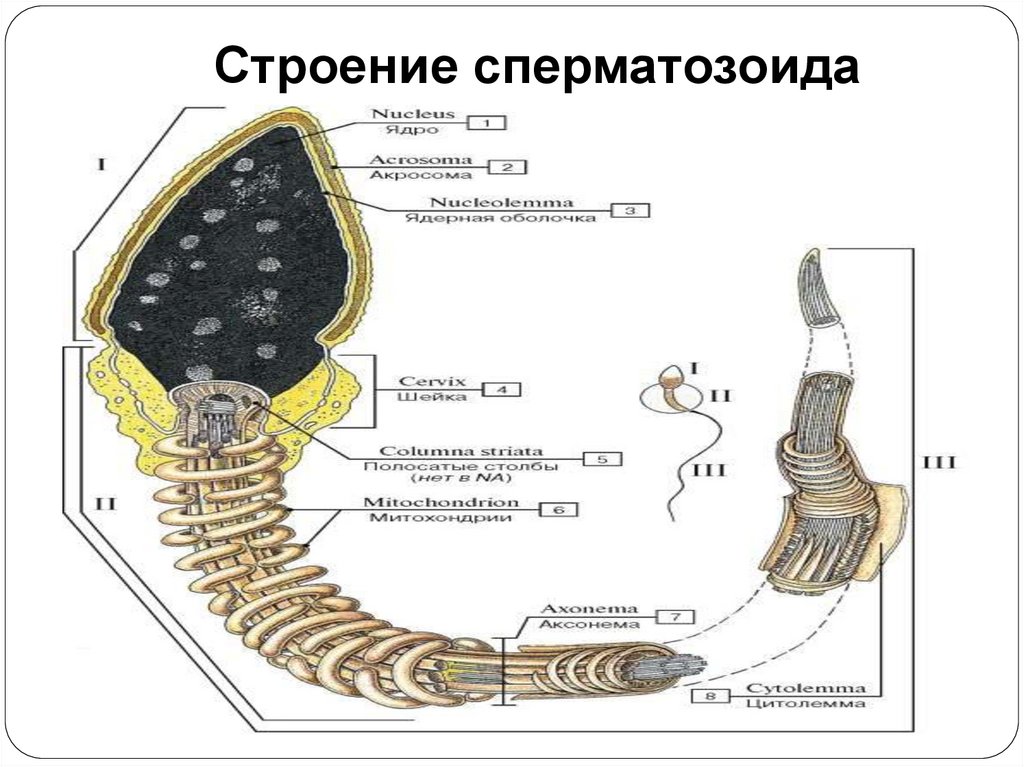 Строение сперматозоида