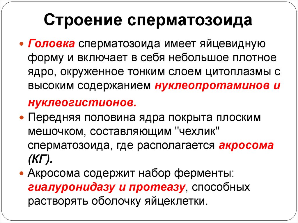 Строение сперматозоида