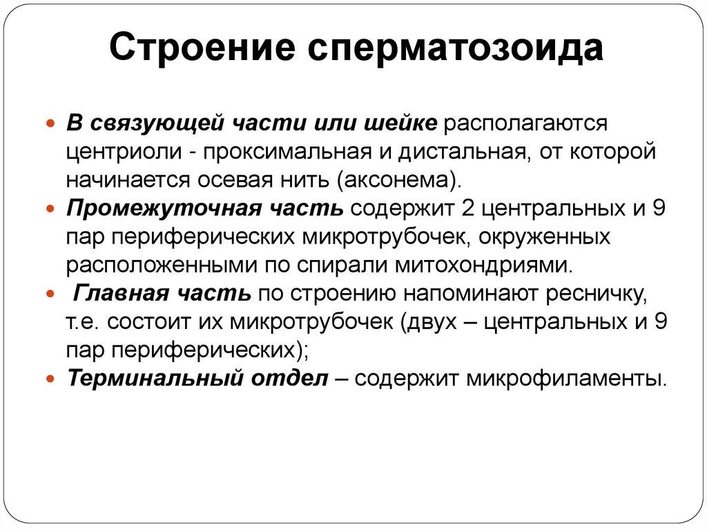 Строение сперматозоида
