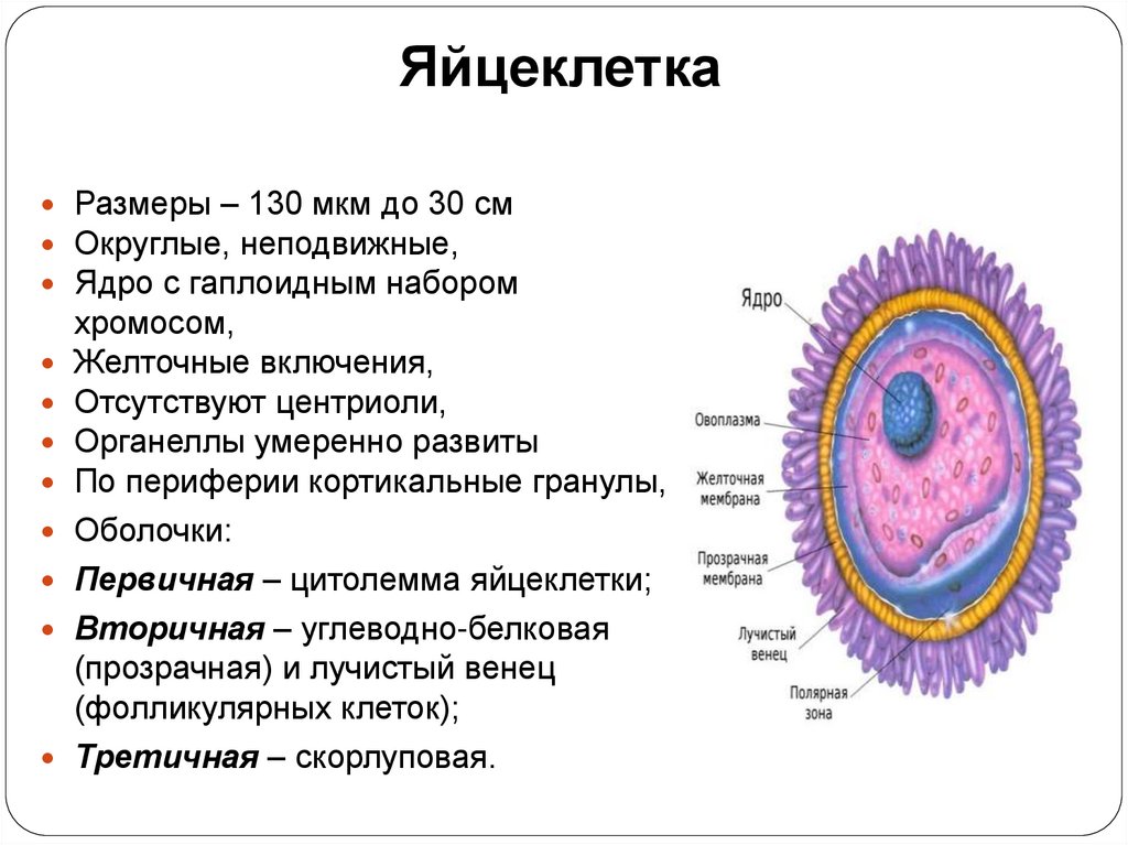 Яйцеклетка