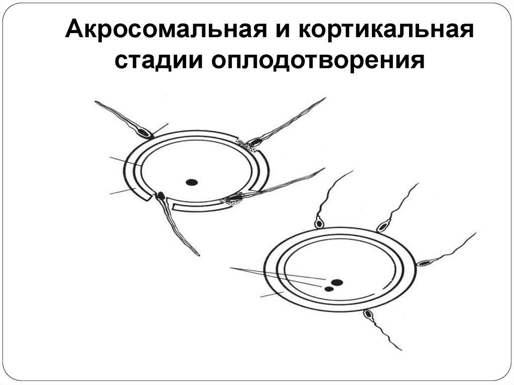 Акросомальная и кортикальная стадии оплодотворения