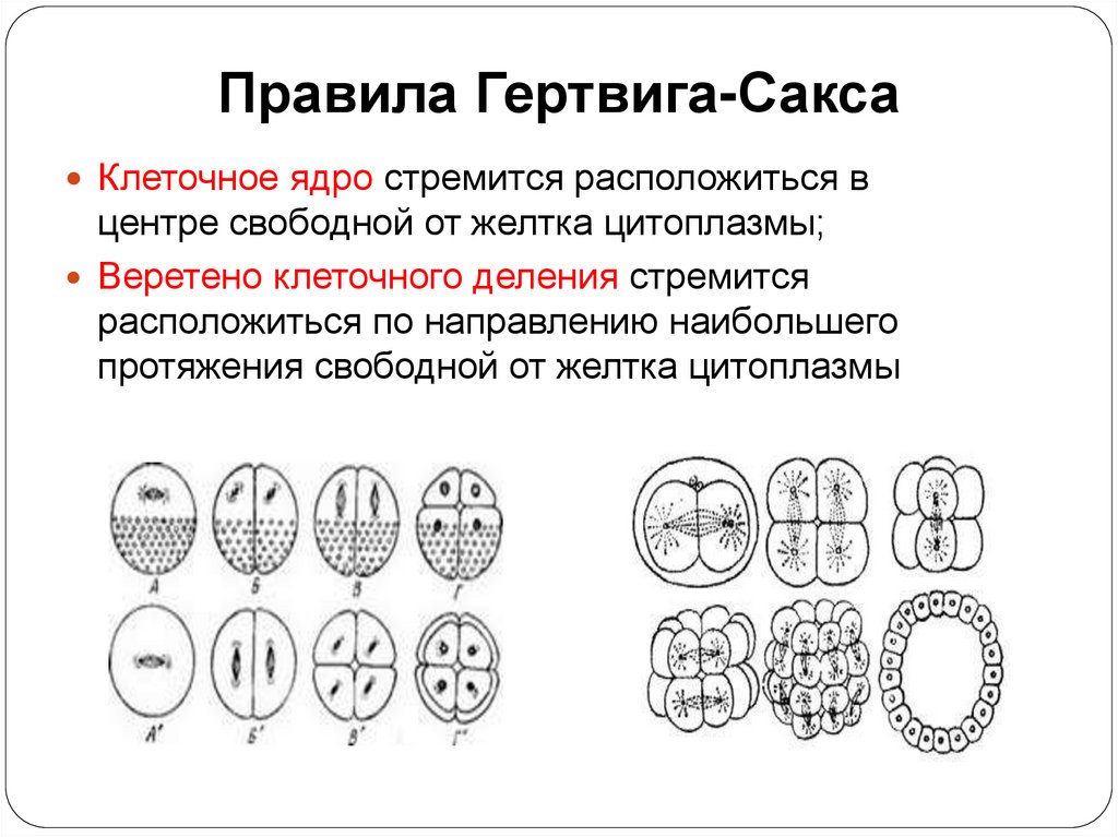 Правила Гертвига-Сакса