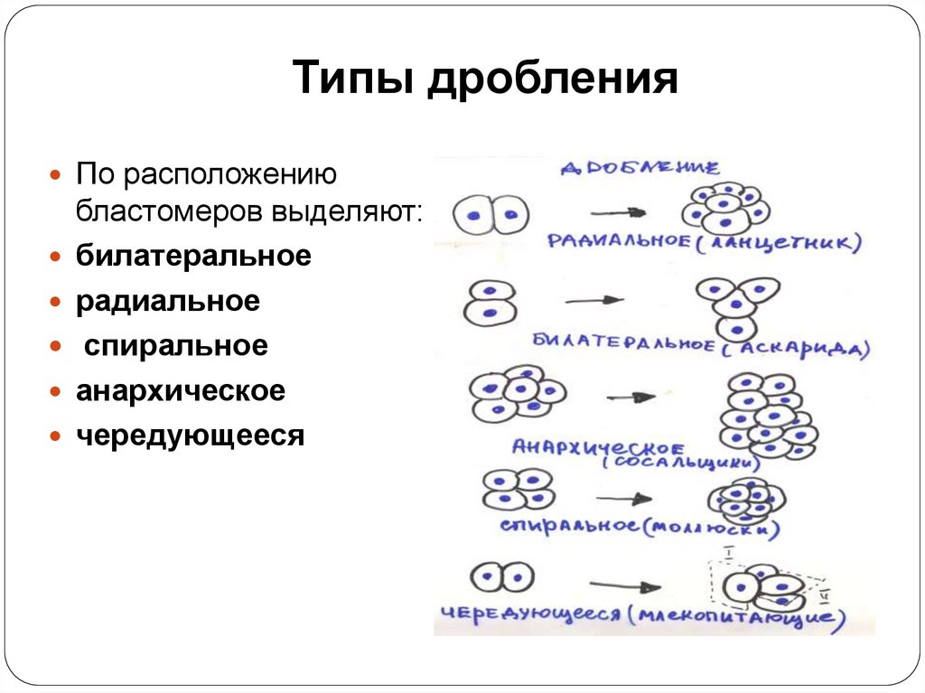 Типы дробления