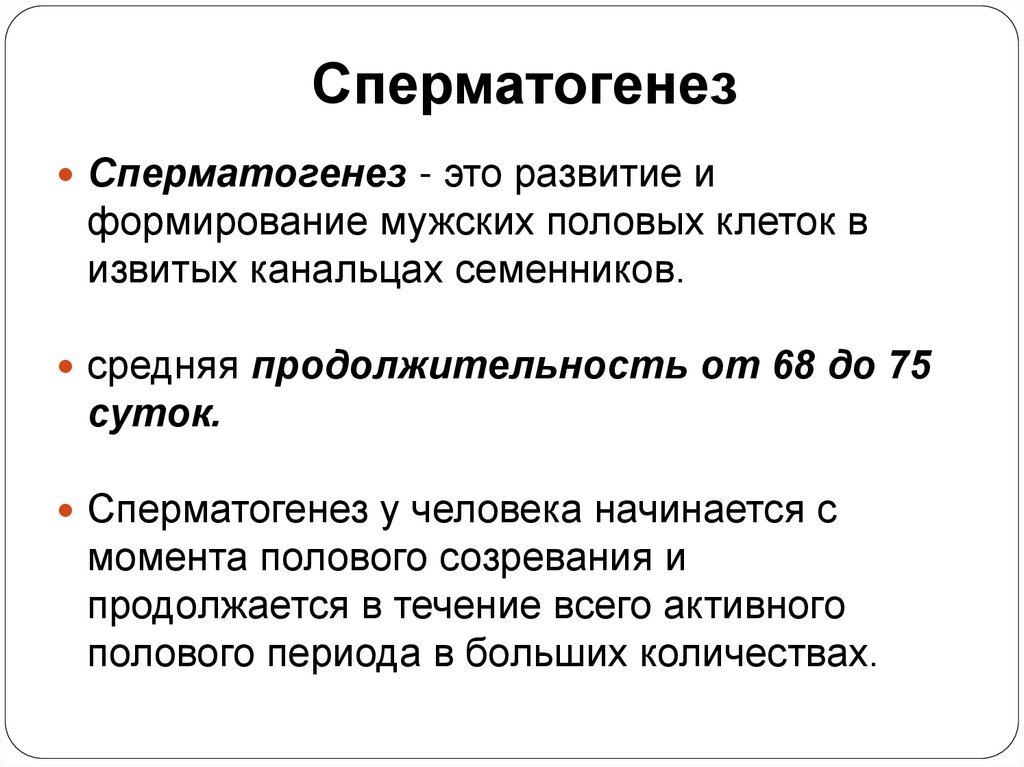 Сперматогенез