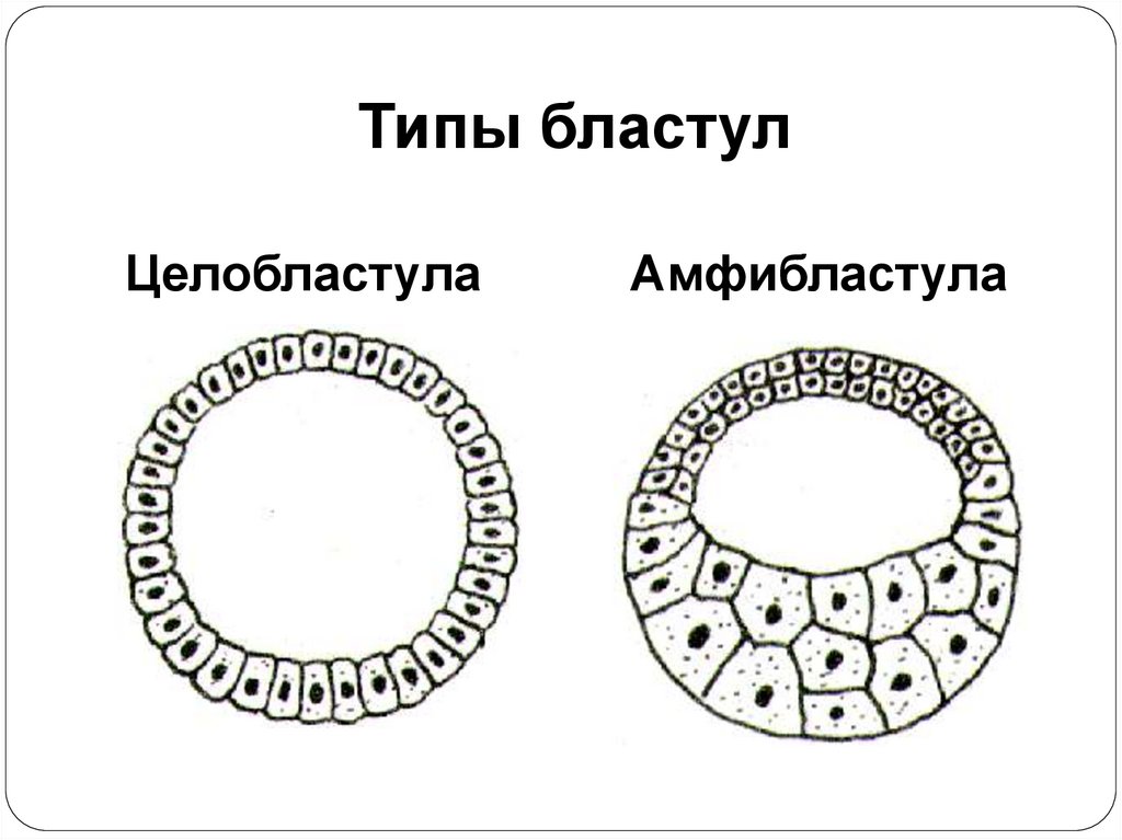 Типы бластул