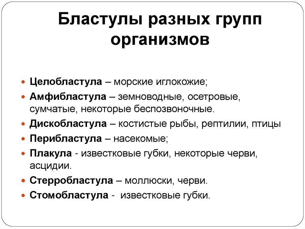 Бластулы разных групп организмов
