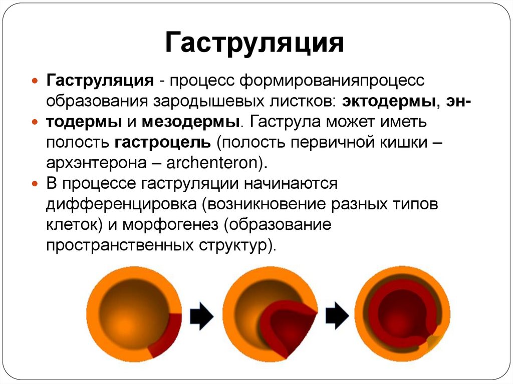 Гаструляция
