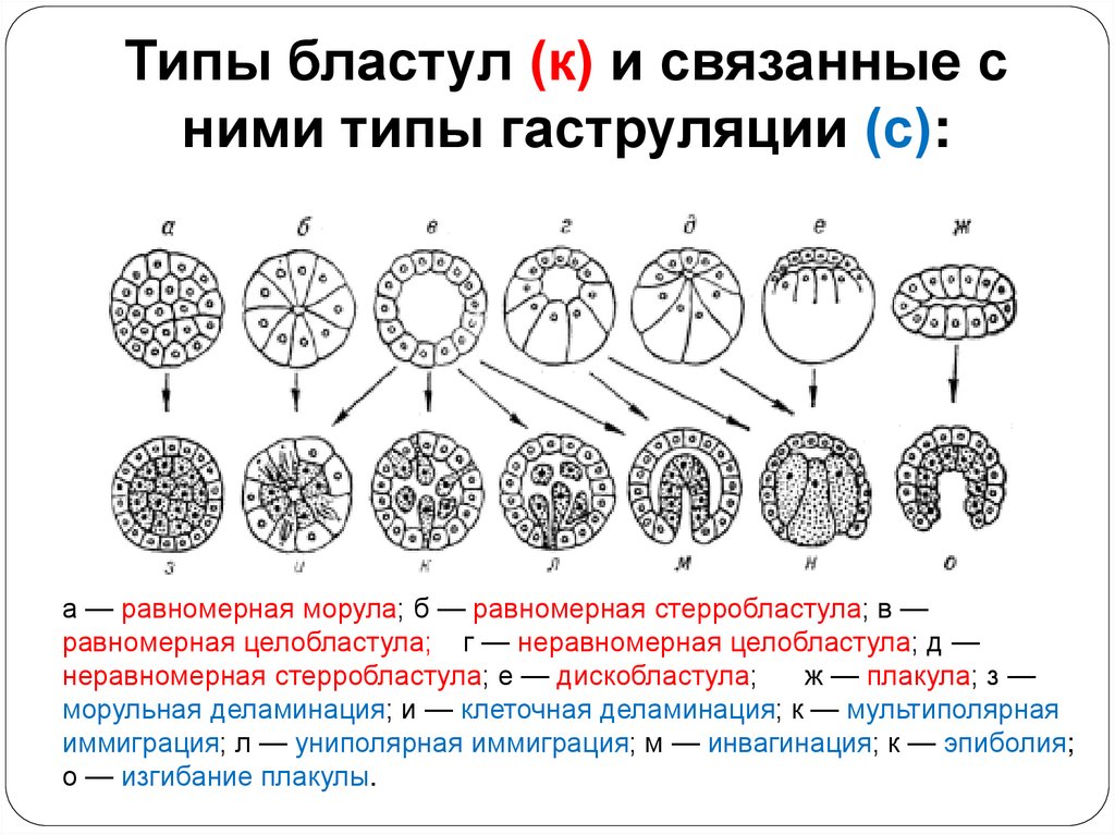 Типы бластул (к) и связанные с ними типы гаструляции (с):
