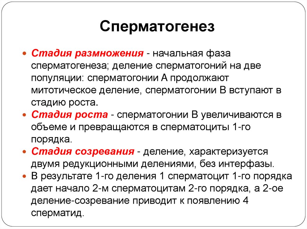 Сперматогенез