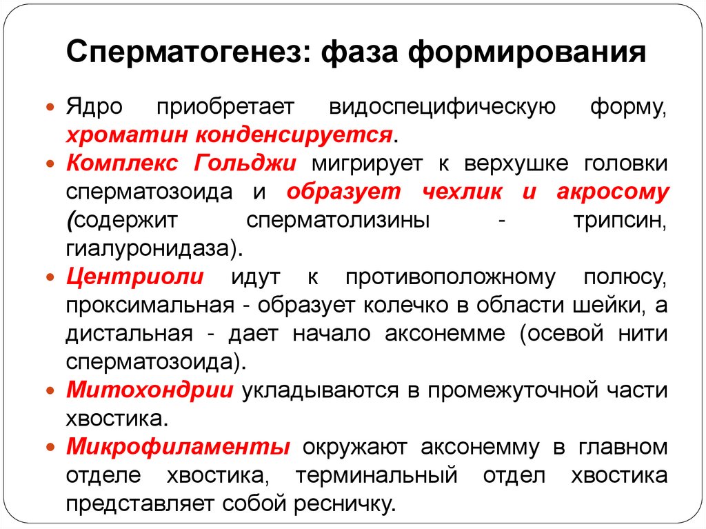 Сперматогенез: фаза формирования