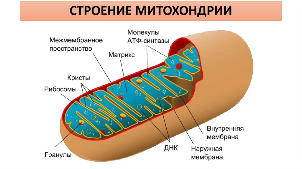 СТРОЕНИЕ МИТОХОНДРИИ