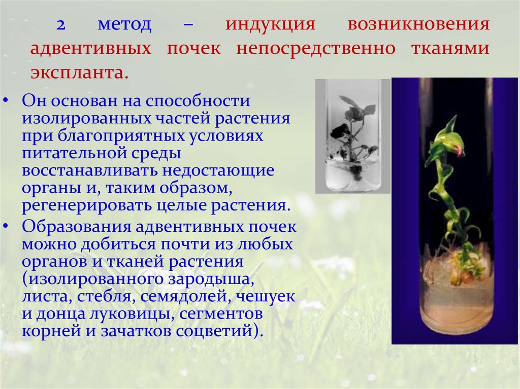 2 метод – индукция возникновения адвентивных почек непосредственно тканями экспланта.