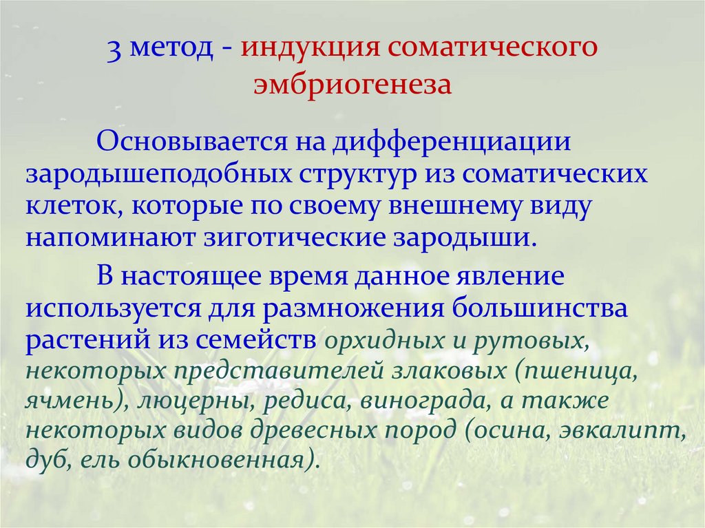 3 метод - индукция соматического эмбриогенеза
