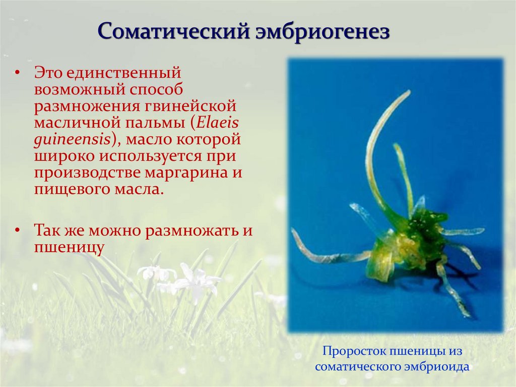 Соматический эмбриогенез