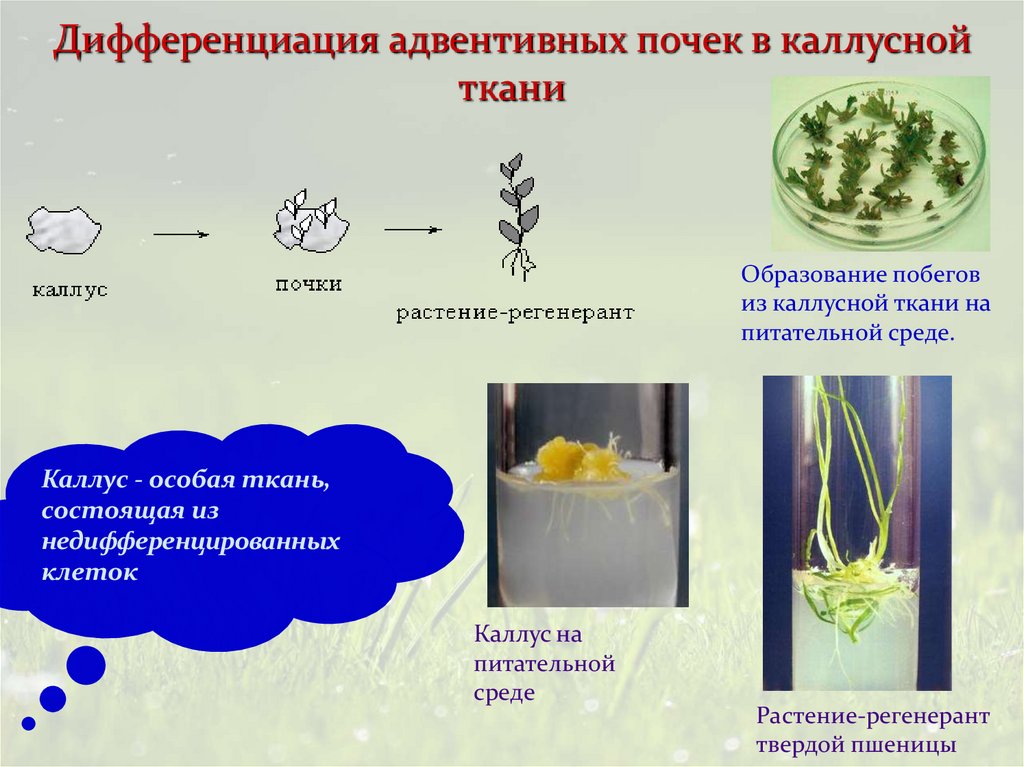Дифференциация адвентивных почек в каллусной ткани