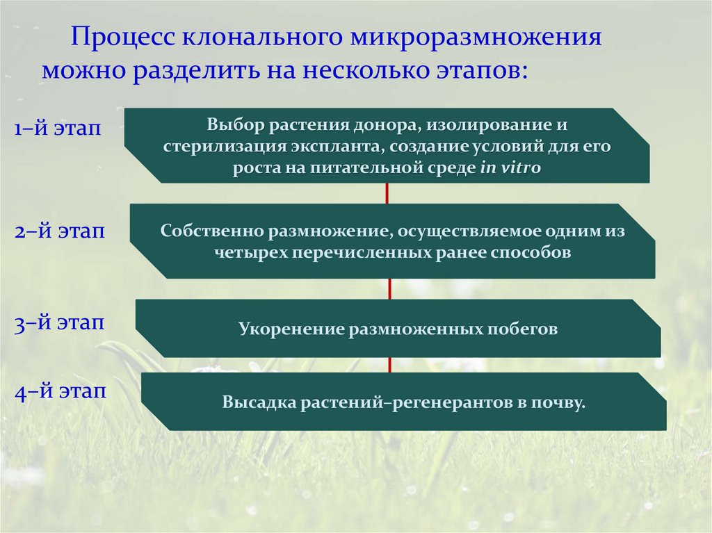Процесс клонального микроразмножения можно разделить на несколько этапов: