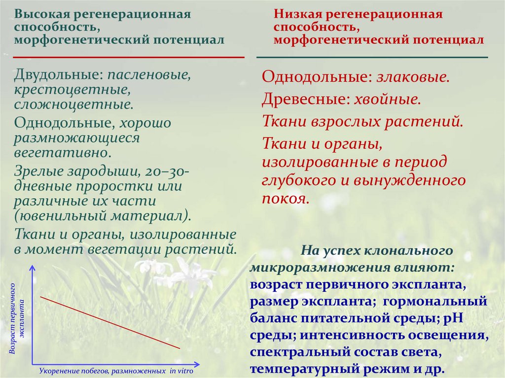 Укоренение побегов, размноженных in vitro
