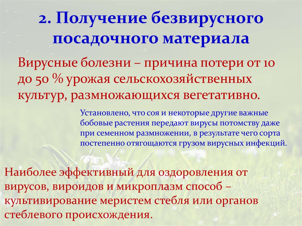 2. Получение безвирусного посадочного материала