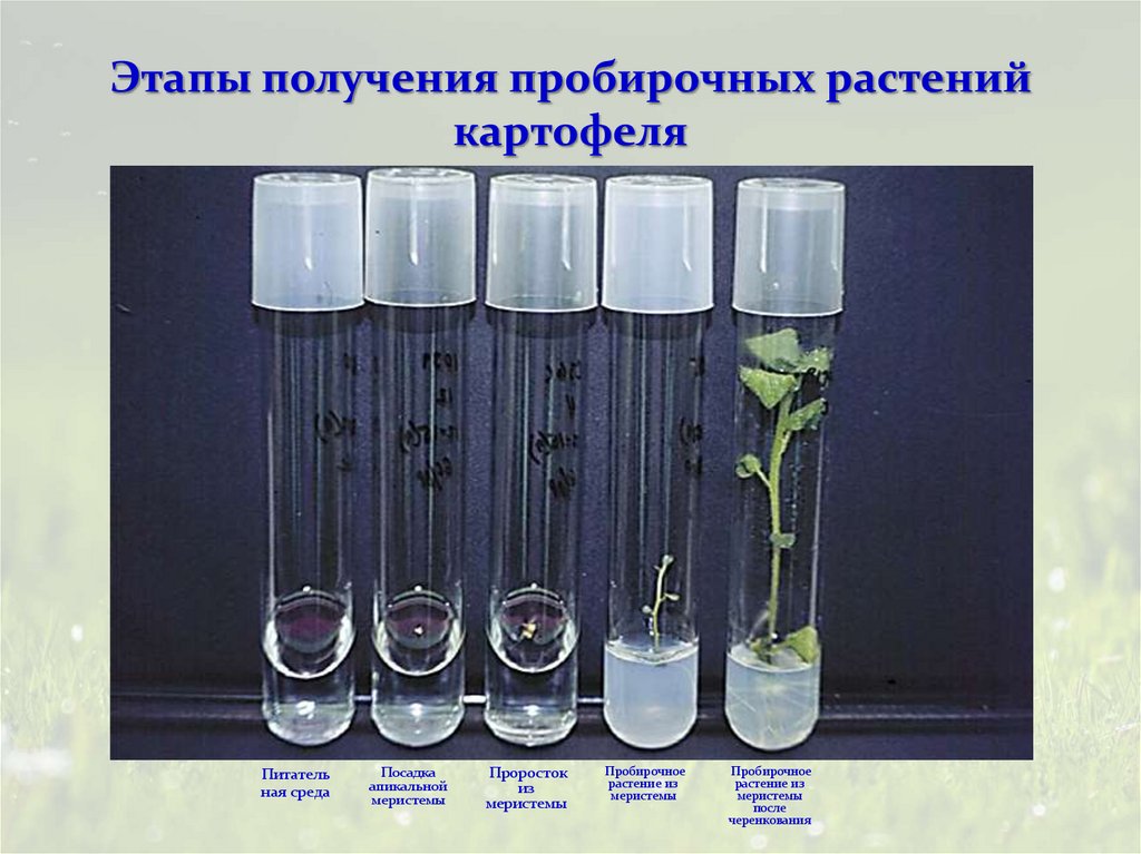 Этапы получения пробирочных растений картофеля