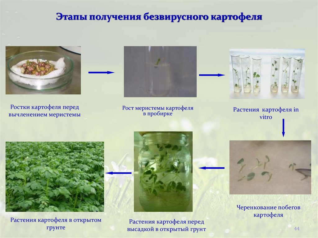 Этапы получения безвирусного картофеля