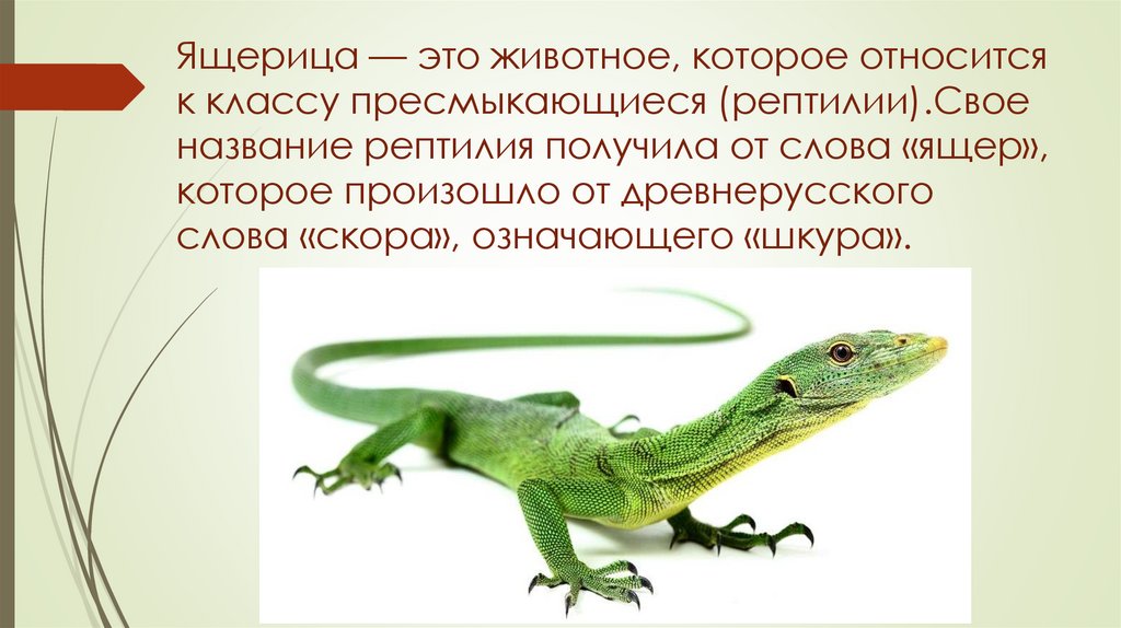 Ящерица — это животное, которое относится к классу пресмыкающиеся (рептилии).Свое название рептилия получила от слова «ящер»,