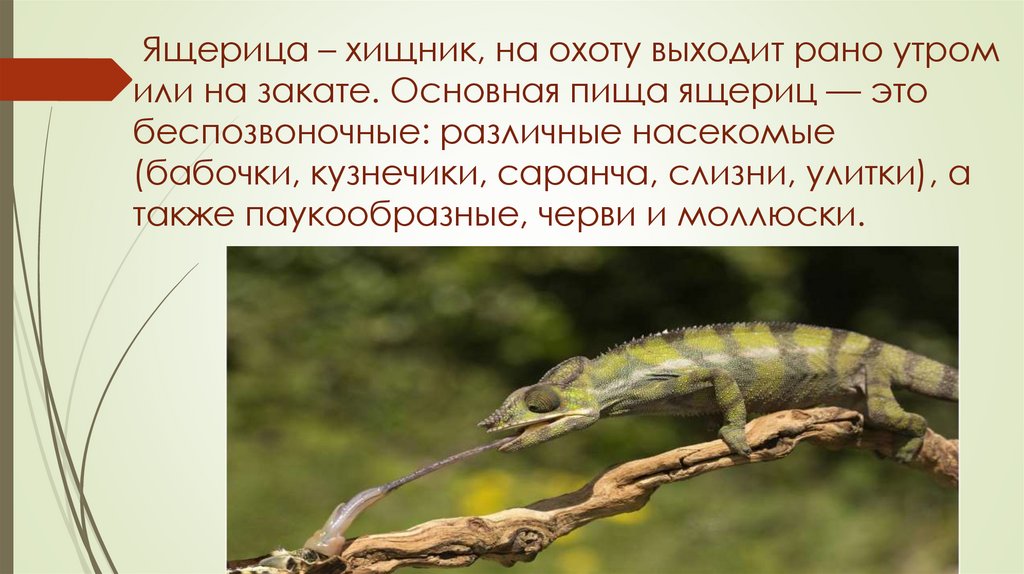 Ящерица – хищник, на охоту выходит рано утром или на закате. Основная пища ящериц — это беспозвоночные: различные насекомые
