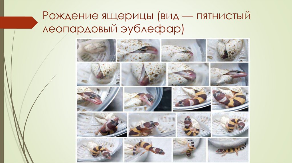 Рождение ящерицы (вид — пятнистый леопардовый эублефар)