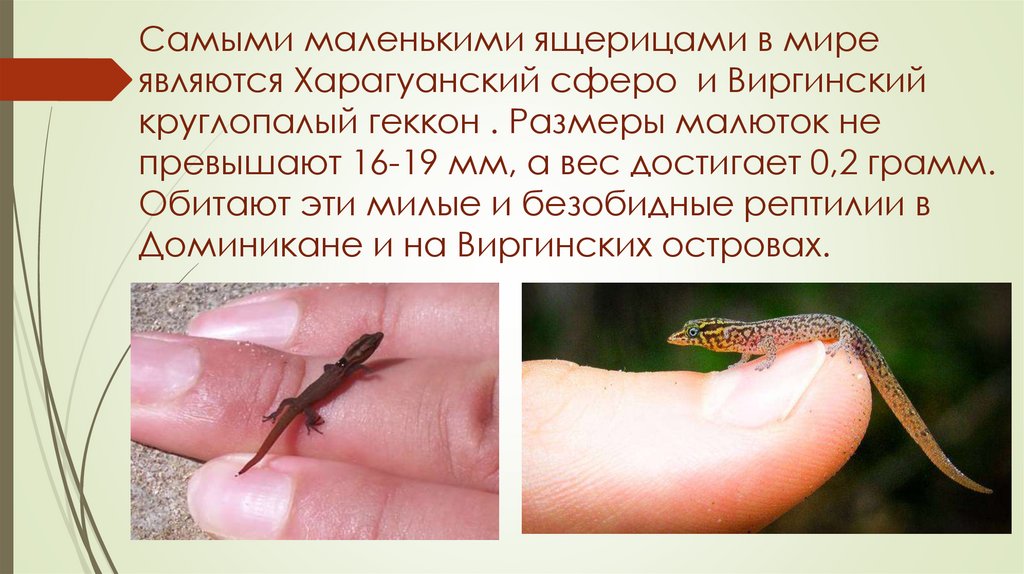 Самыми маленькими ящерицами в мире являются Харагуанский сферо и Виргинский круглопалый геккон . Размеры малюток не превышают