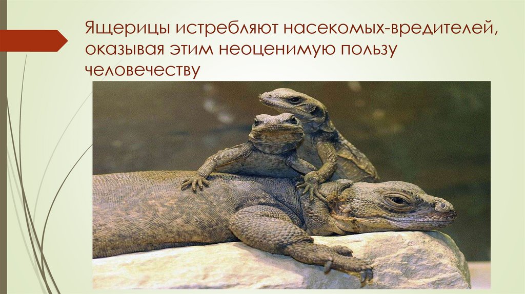 Ящерицы истребляют насекомых-вредителей, оказывая этим неоценимую пользу человечеству