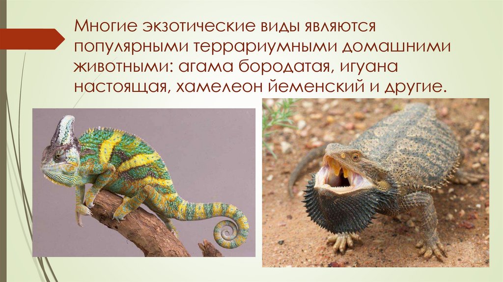 Многие экзотические виды являются популярными террариумными домашними животными: агама бородатая, игуана настоящая, хамелеон