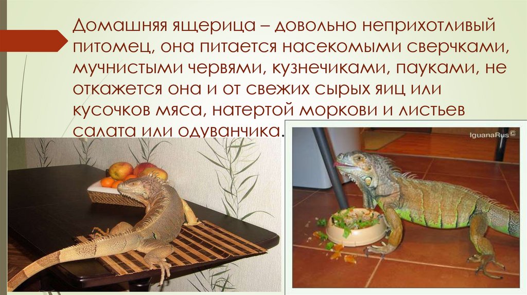 Домашняя ящерица – довольно неприхотливый питомец, она питается насекомыми сверчками, мучнистыми червями, кузнечиками, пауками,