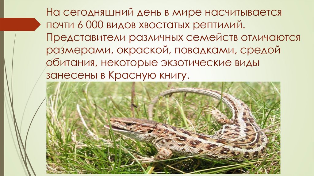 На сегодняшний день в мире насчитывается почти 6 000 видов хвостатых рептилий. Представители различных семейств отличаются